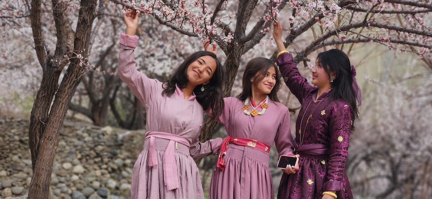 Home ladakh domkhar apricot blossom